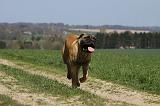 BULLMASTIFF 401